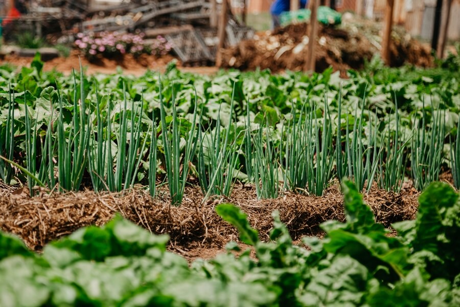 carrots and onions growing in a Joe Slovo vegetable garden