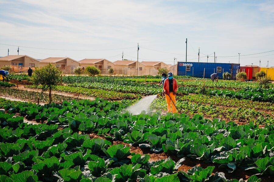 Community vegetable garden Joe Slovo