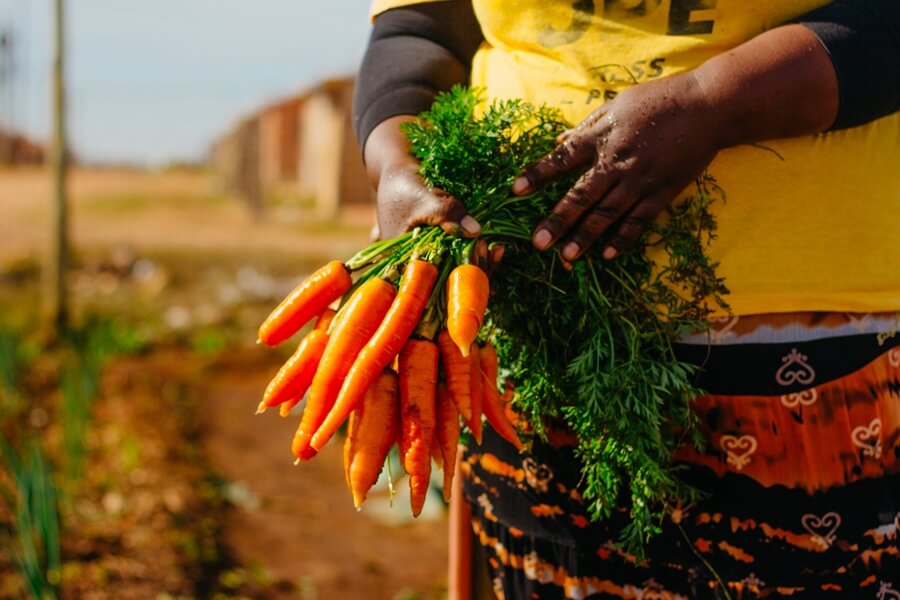Lady holding carrots at community vegetable garden Joe Slovo