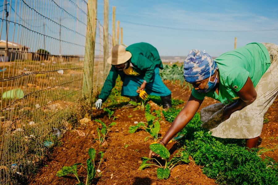 Women growing vegetables in Joe slovo Township
